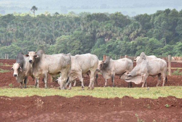 Hectare de terra rural custa até R$ 125 mil em Mato Grosso do Sul