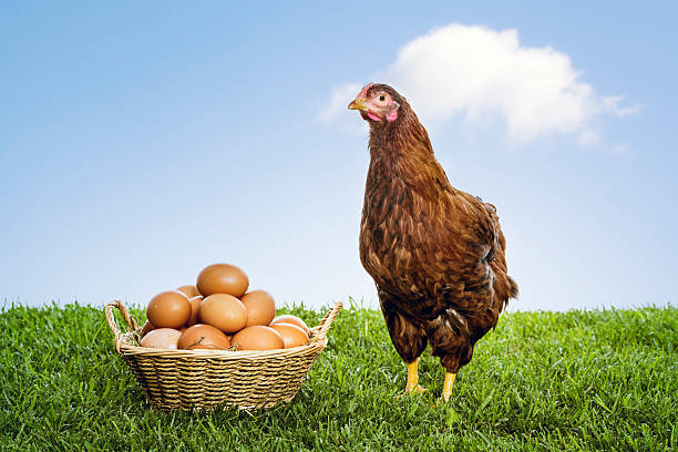 Suspensão das exportações de frango pode baratear produto para o consumidor brasileiro