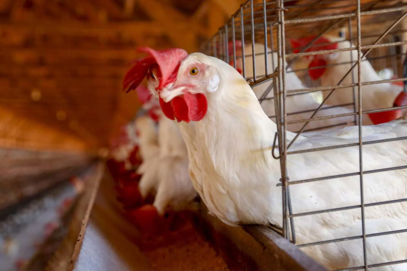 Gripe aviária: mais três países suspendem importação de frango do Brasil; veja a lista
