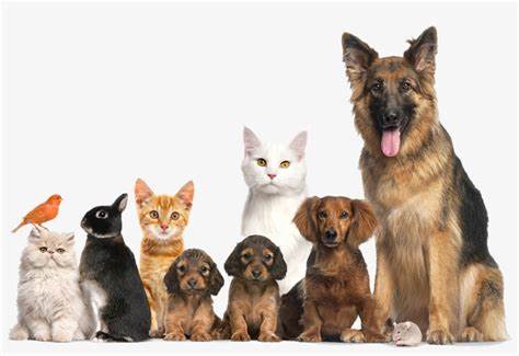 O Amor Incondicional dos Pets: Uma Relação de Carinho e Lealdade