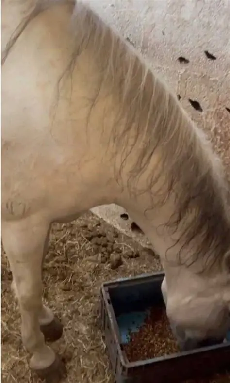 Cavalos são intoxicados por ração contaminada com plantas tóxicas e acendem alerta no setor agropecuário