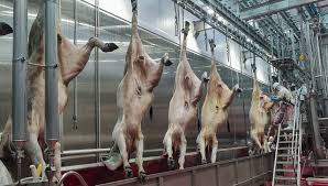 Frigoríficos de MS driblam tarifa dos EUA e encontram novos mercados para carne bovina