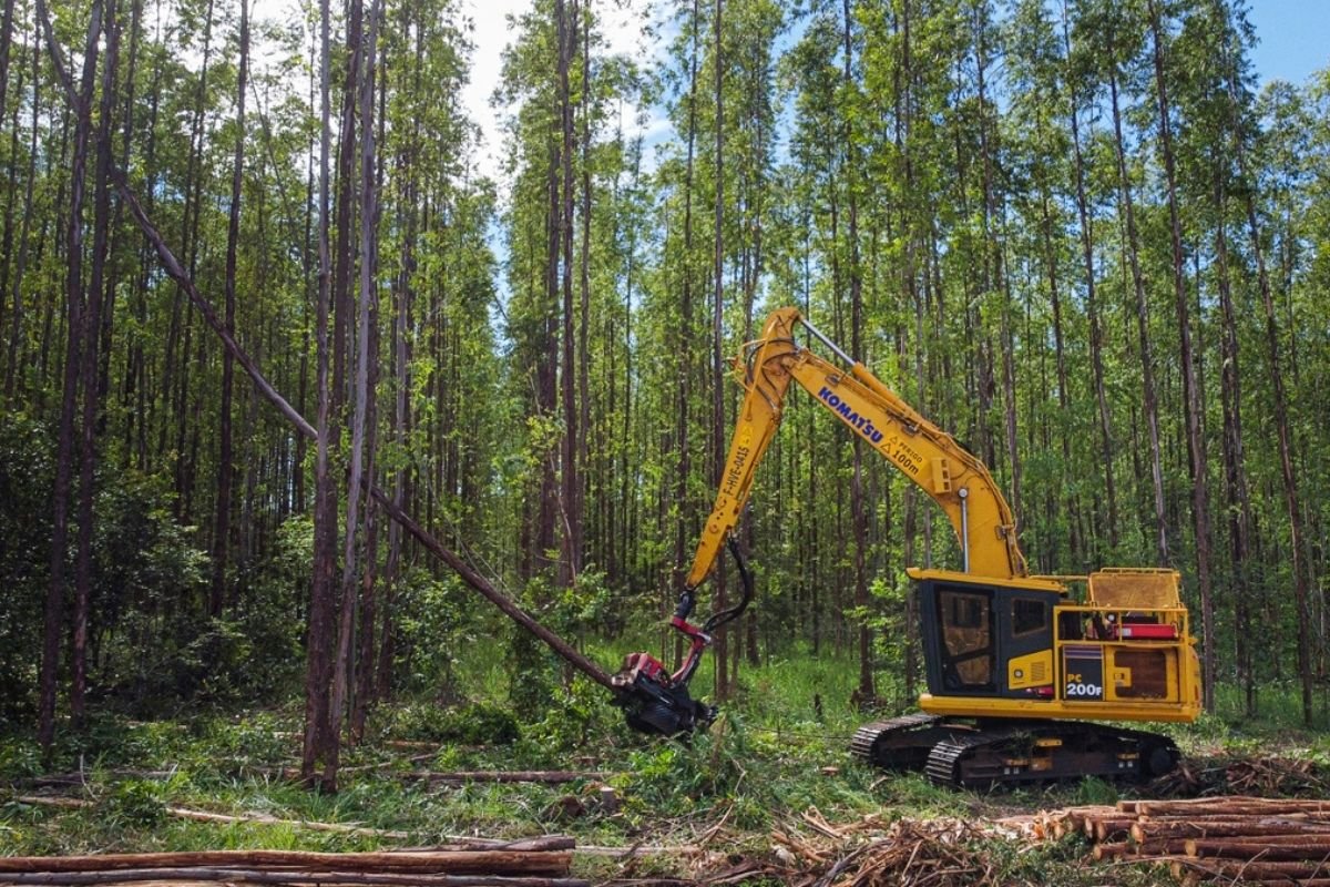 Suzano abre 77 vagas de trainee para o setor florestal em quatro municípios de Mato Grosso do Sul