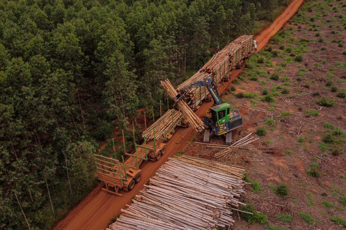 Suzano tem 12 vagas abertas para atuação em Ribas do Rio Pardo e Três Lagoas (MS)