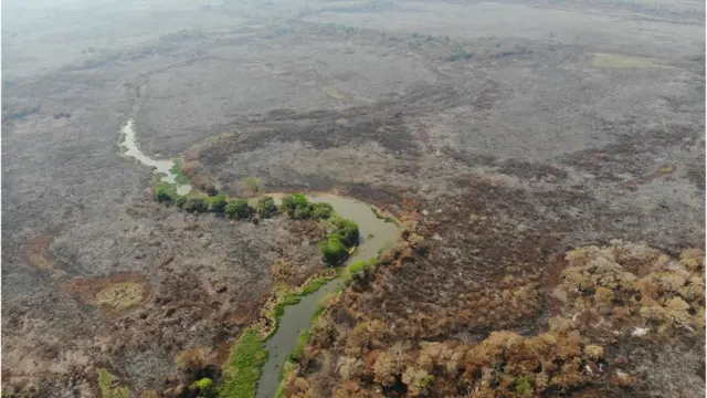 Alerta vermelho no Pantanal: grandes áreas entram no radar de supressão vegetal e Estado precisa explicar critérios de licenciamento